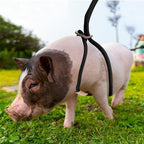 Jinkoozz Mini Pig Harness And Leash close-up of durable black nylon safety belt