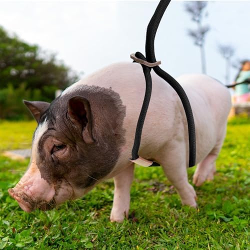 Jinkoozz Mini Pig Harness And Leash close-up of durable black nylon safety belt