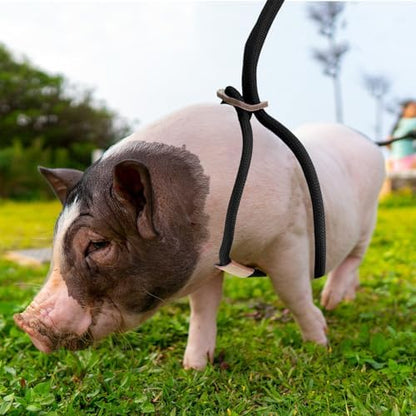 Jinkoozz adjustable pig leash 8 feet long