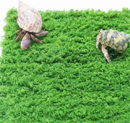Hermit Crab Climbing Wall, 6 Inch Adjustable Hermit Crab Supplies for Hermit Crab Tank - Image 4