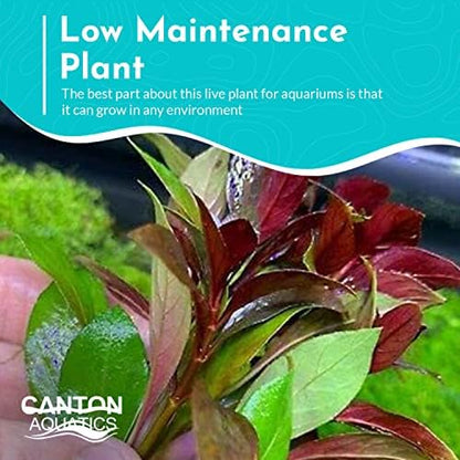 Midground placement of dark red live freshwater vegetation in a fish tank
