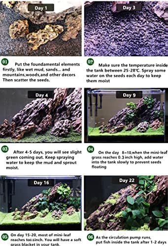 Freshwater aquarium substrate layered with newly sprouted grass seeds