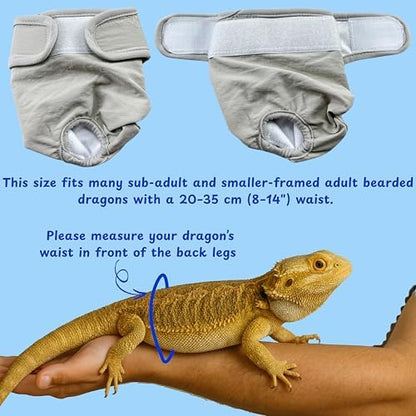 Bearded dragon wearing adjustable grey diaper accessory