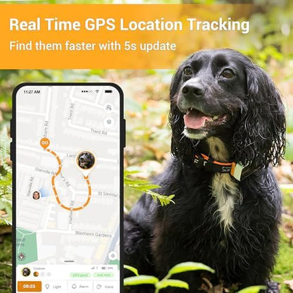 Yellow Labrador wearing Pawfit 3 GPS tracker