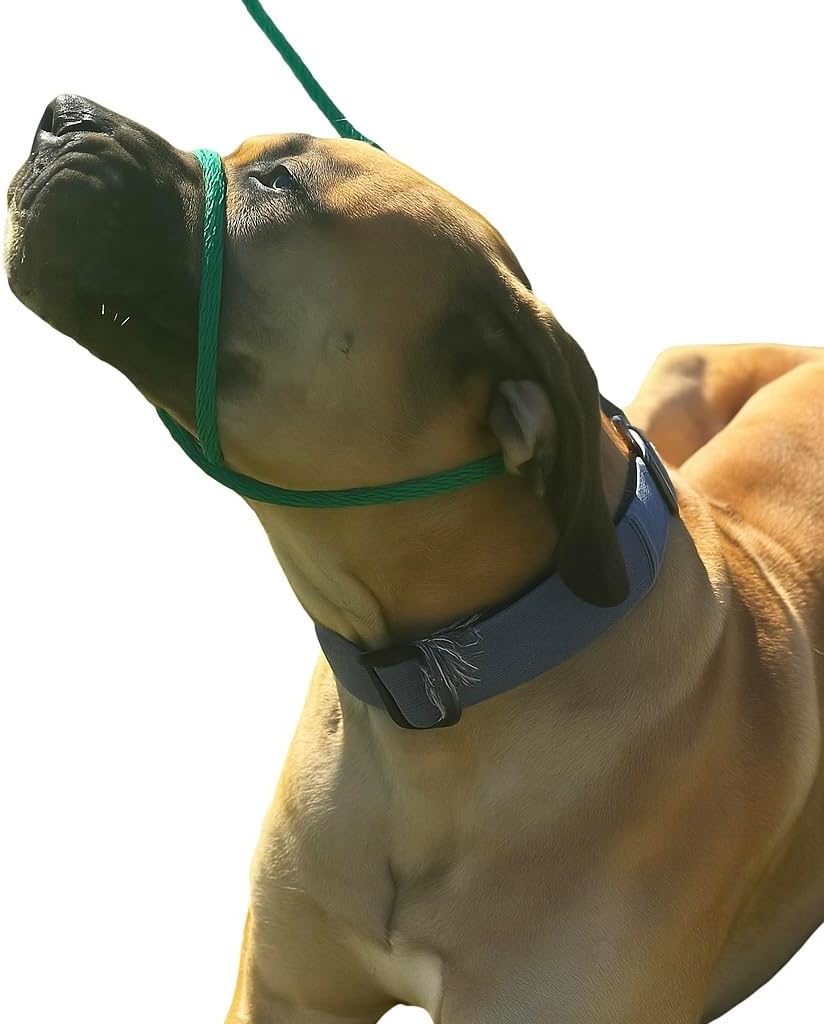 Close up of figure-eight design on headcollar