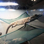 Adoggygo bearded dragon hammock with suction cups