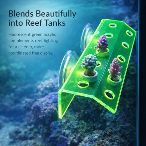 Kcrygogo green acrylic coral display rack close up