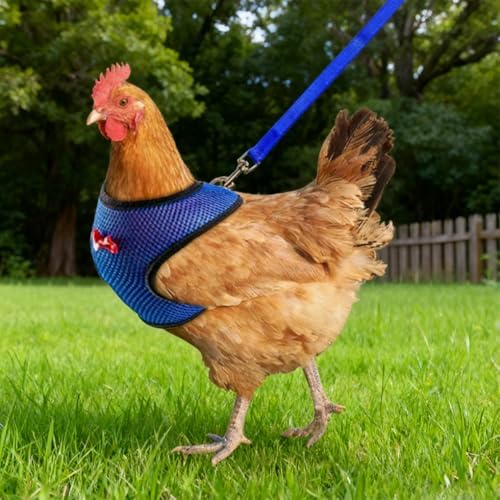 WeimoMonkey chicken vest harness with quick release buckle closure system detail.