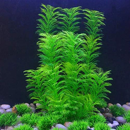 Packaging view of the premium Hamiledyi green style A aquarium plant set.