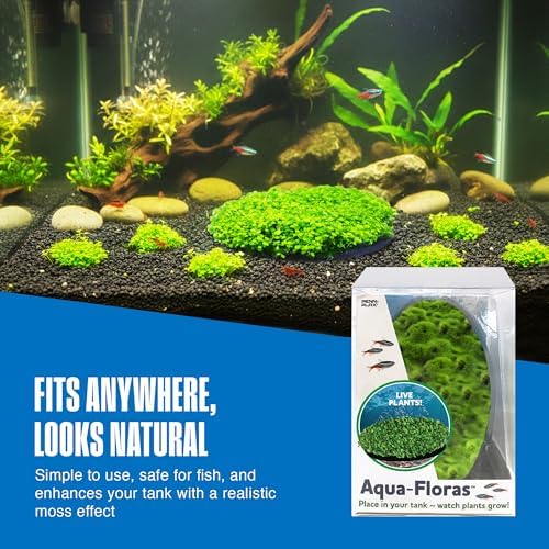 Fully grown living moss patch decoration creating a natural underwater landscape.