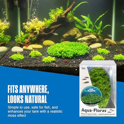 Fully grown living moss patch decoration creating a natural underwater landscape.