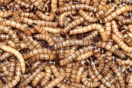 Animal Specialties Live Superworms Kingworms front view packaging