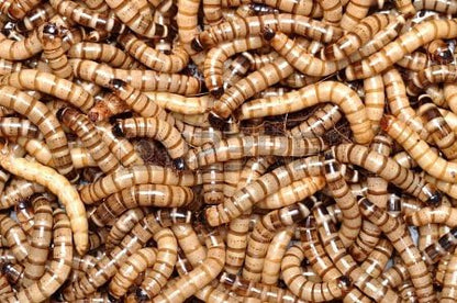 Animal Specialties Live Superworms Kingworms front view packaging