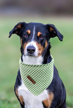 Lionet Paws small size cotton pet scarf for everyday wear and photoshoots
