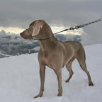 Close up of Los Andes anti-pull dog head collar mechanism