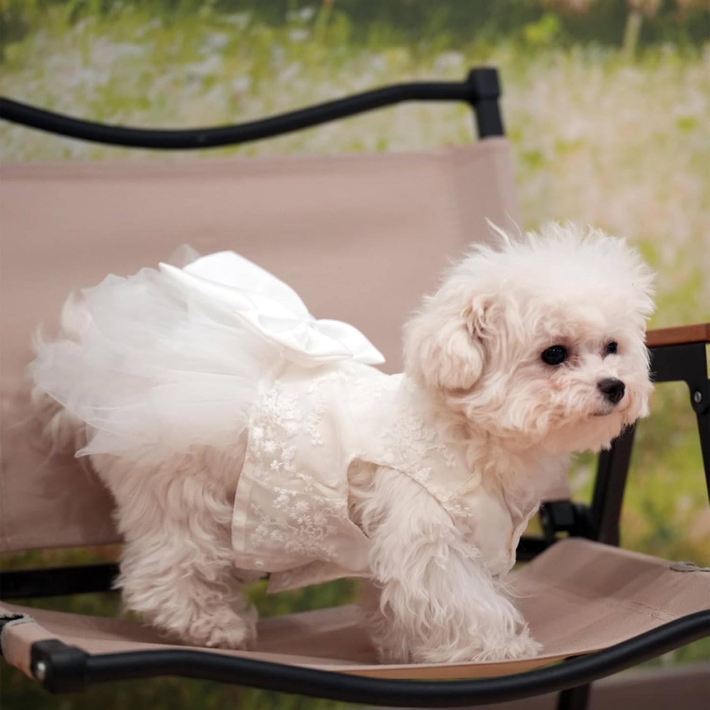 Mamore pet dress showing chest snap closure design