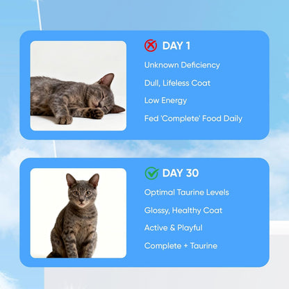 USA imported pure taurine powder for cat vitality support