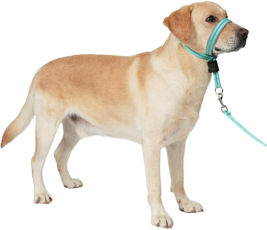 Barkless dog head collar turquoise front view on a golden retriever dog