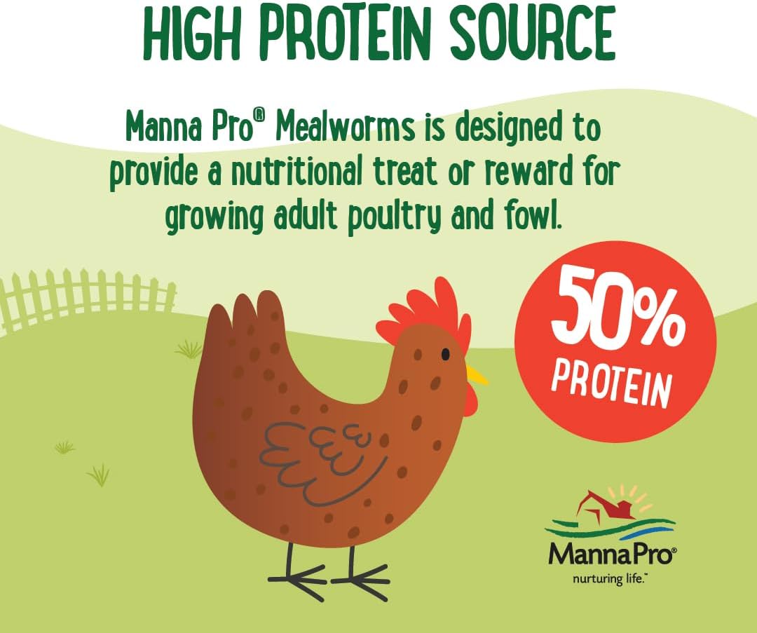 High protein mealworms for chickens and ducks