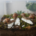 Emours natural calcium source for tortoises