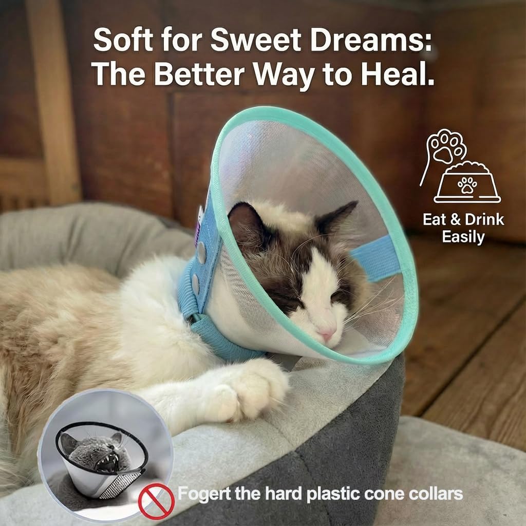 Clorvint lightweight blue recovery collar on an adult cat