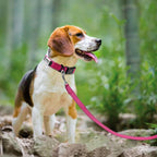 Detail view of durable buckle on Joytale personalized dog collar