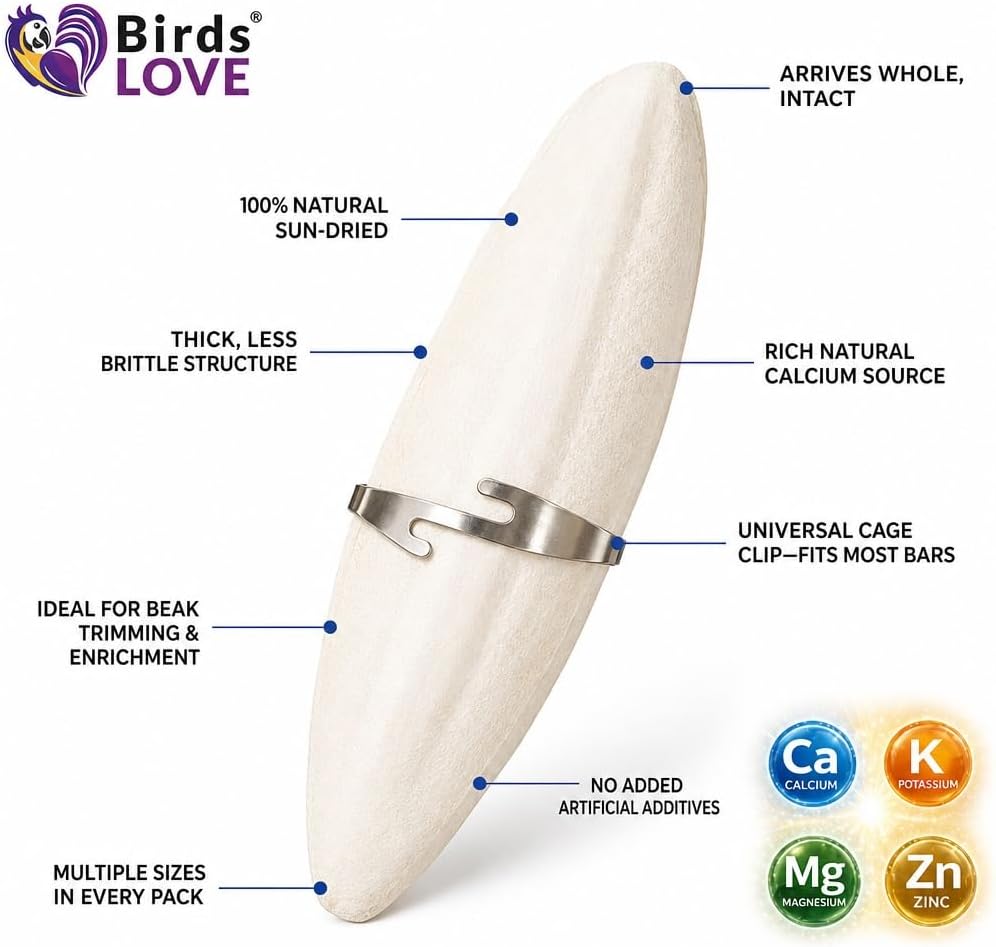 Birds LOVE sun dried cuttlebone for cockatiels and parakeets