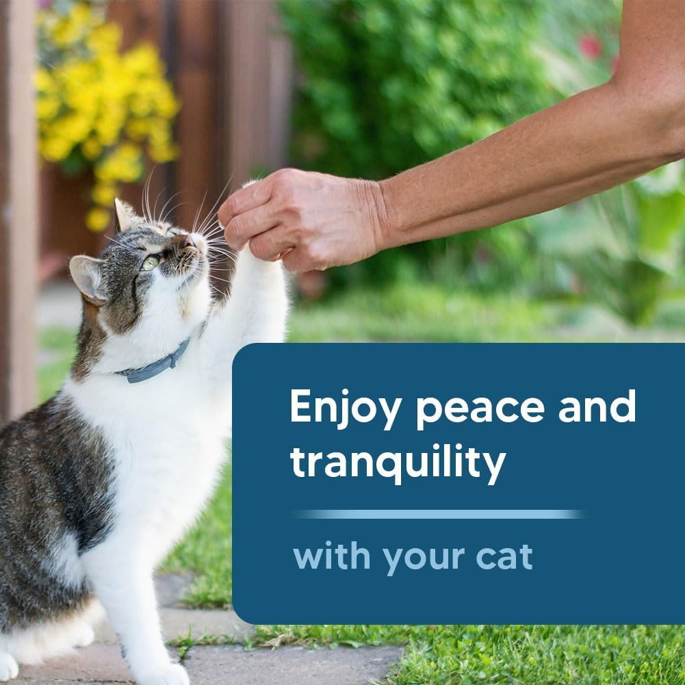 Cat wearing RexezGuardz flea and tick collar for pest protection