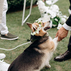 Delorigin two pieces pet wedding attire packaging showing floral collar and beaded leash