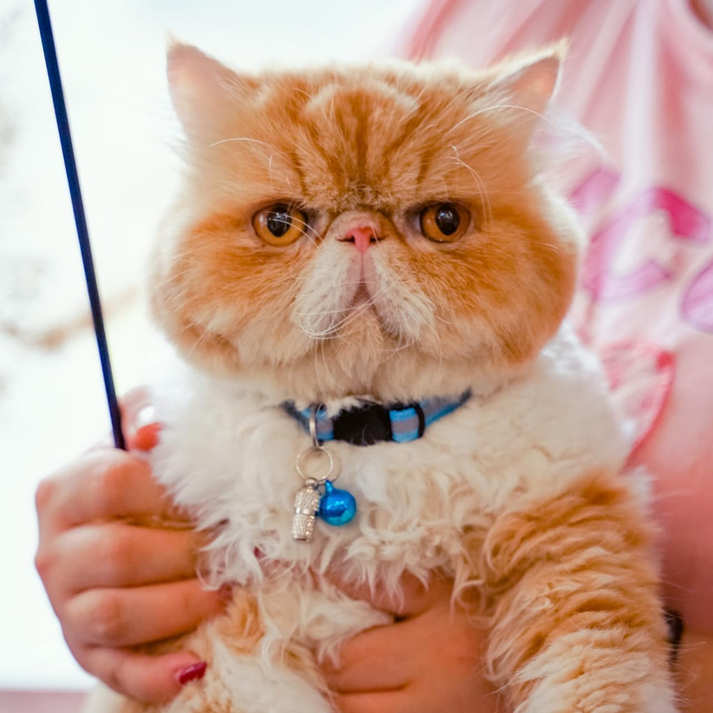 Lifestyle presentation of the pet accessory set packaged together.