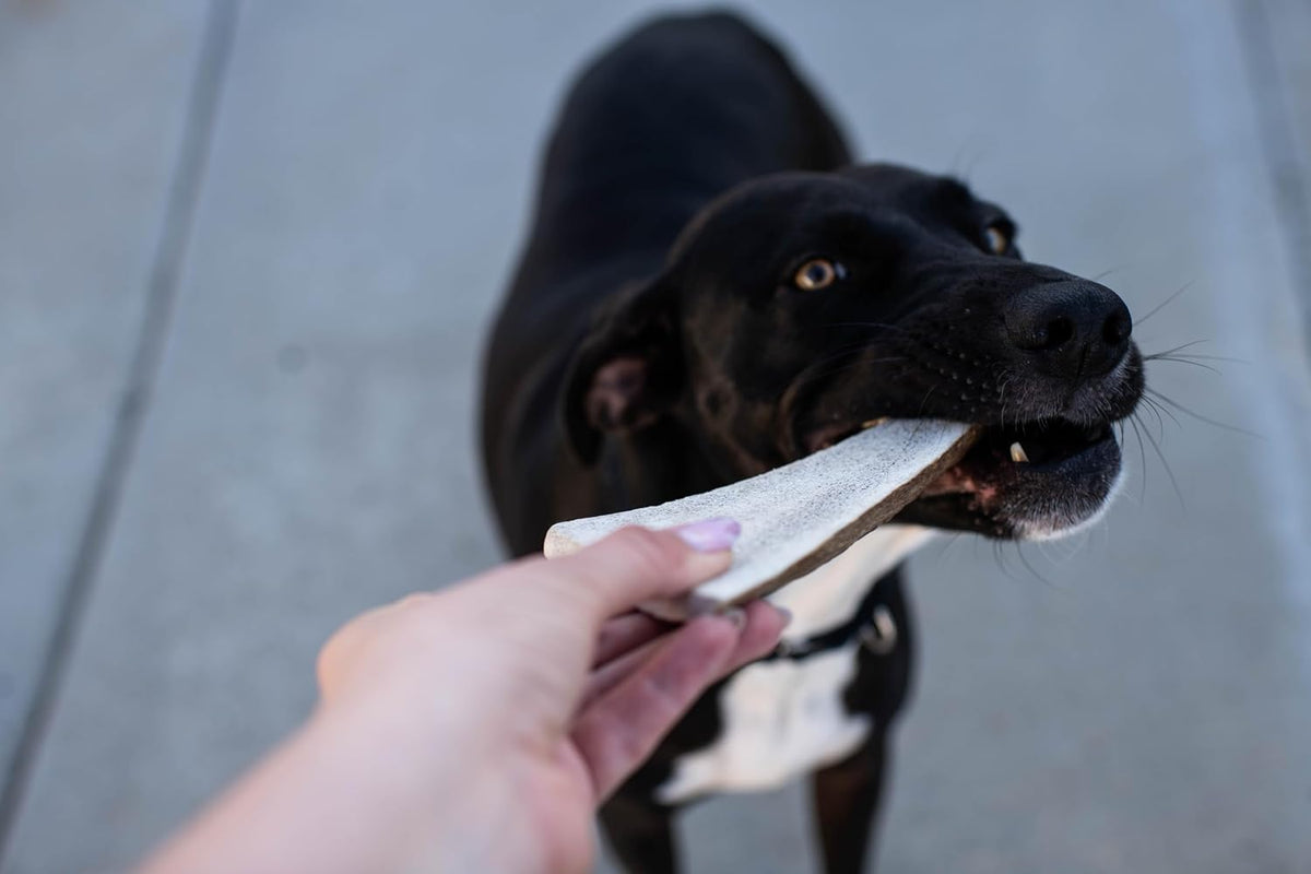 Dental hygiene dog chew split elk antler