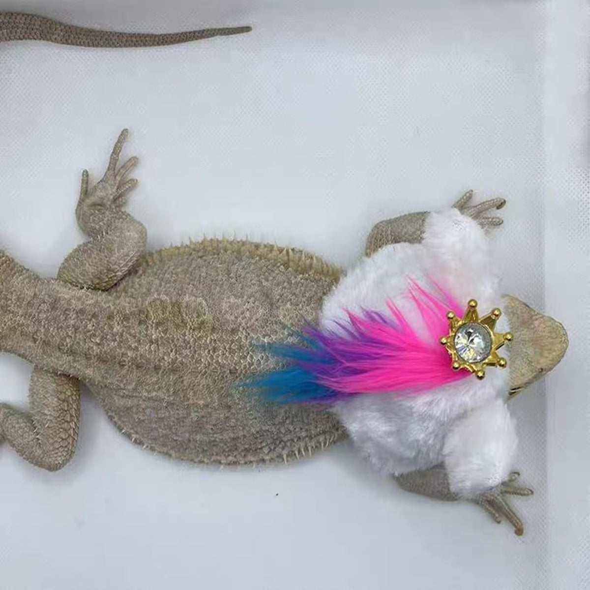 Premium white plush cap costume size dimensions for small pets and geckos.