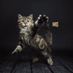 A playful domestic cat leaping in the air trying to catch the hovering Cat Dancer wire toy.