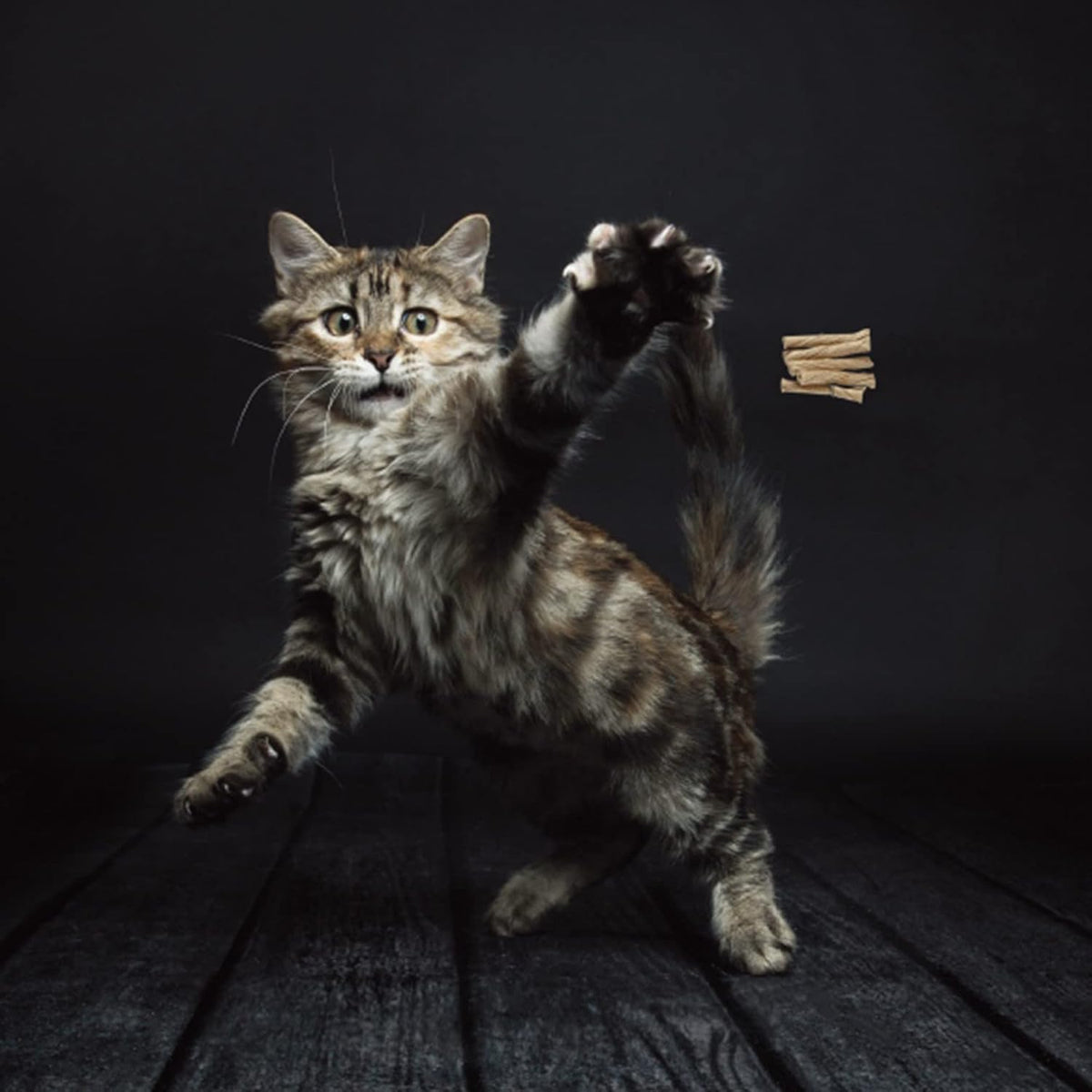 A playful domestic cat leaping in the air trying to catch the hovering Cat Dancer wire toy.