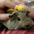 HuggleBrush Original Yellow silicone de shedding tool for guinea pigs