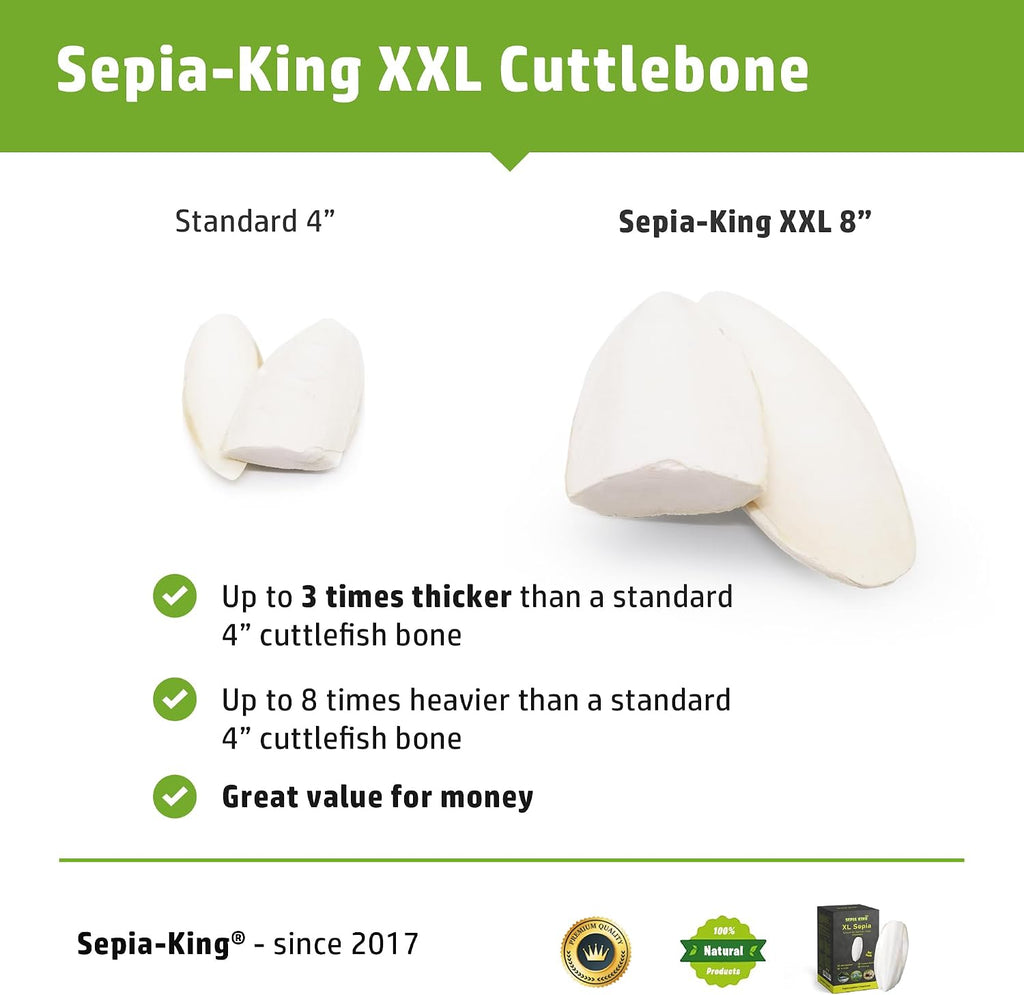 Three 8-inch Sepia King cuttlebones arranged for display