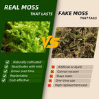 Fresh live moss kit for miniature bonsai landscaping