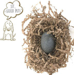 Authentic Pet Rock stone with training manual