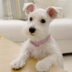 SUPVOX clear crystal pet dress up collar packaging view