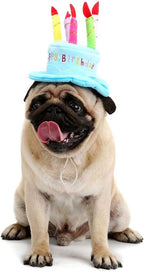 Cat and dog friendly birthday cake cap design