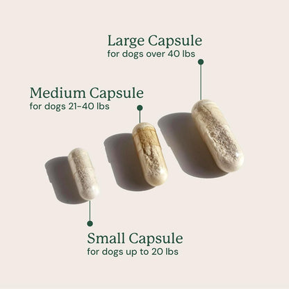Animal Biome Probiotics for Dogs with S Boulardii, Gut Maintain (60 Capsules) - Triple-Action Large Dog Probiotics, Prebiotics & Phage Supplements for Gut Health, Firmer Stool & Diarrhea Support - Image 11