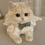 Kitten wearing pink floral bow tie accessory