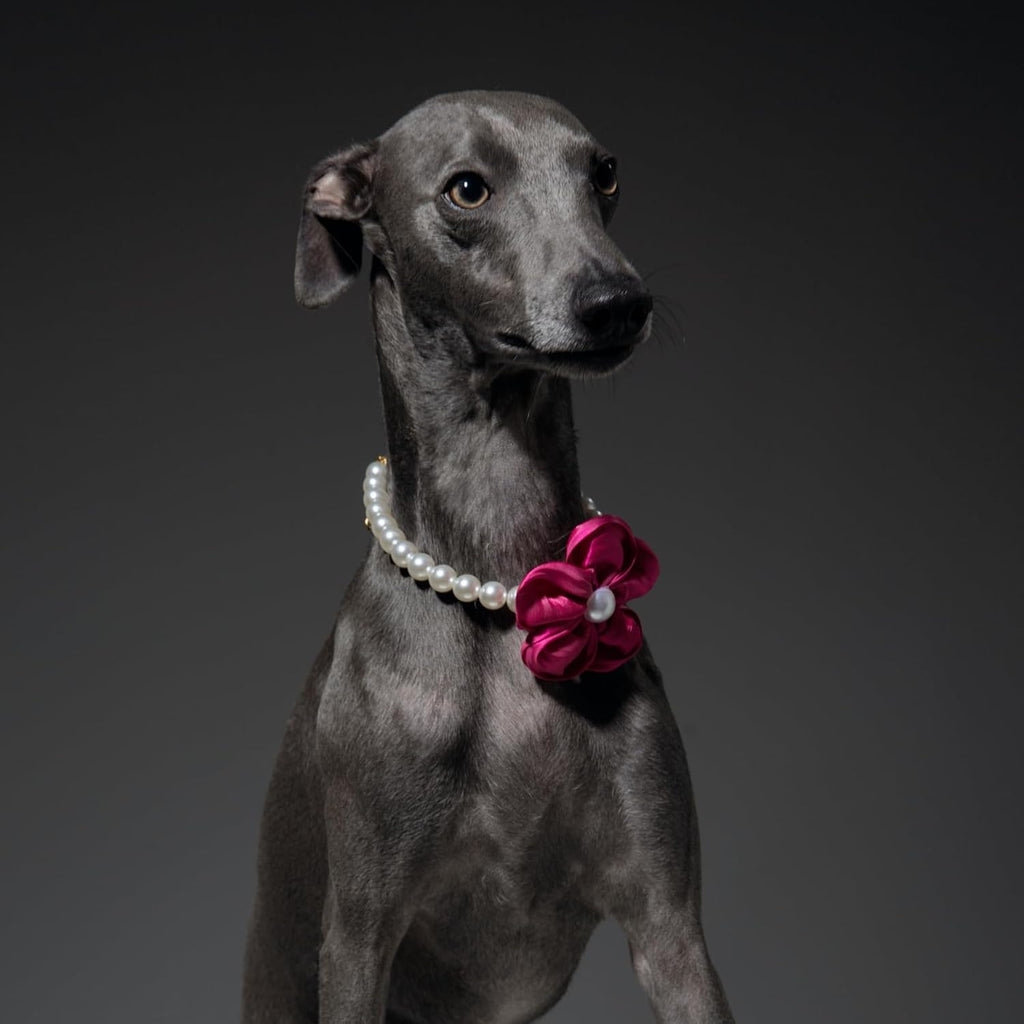 Sheens pet accessory strap design illustrating how to adjust the collar size