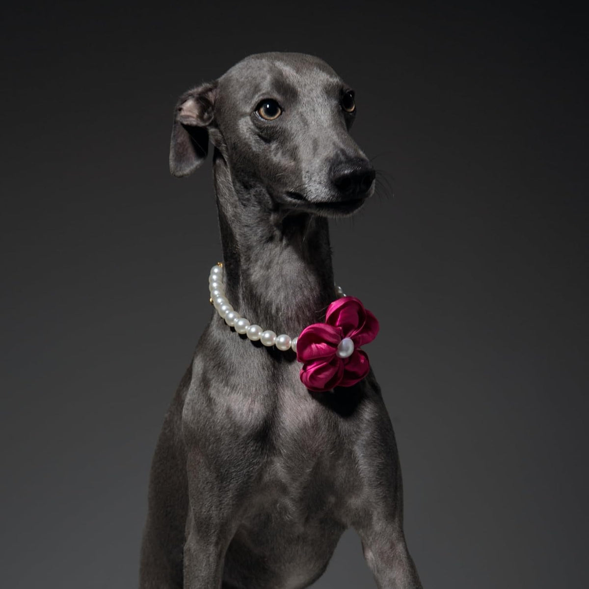 Sheens pet accessory strap design illustrating how to adjust the collar size