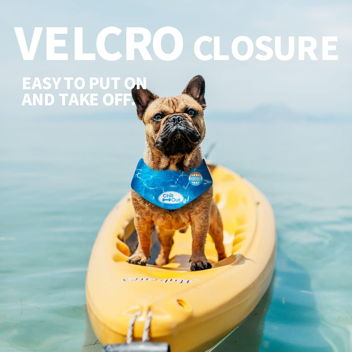 Authentic All For Paws summer pet apparel retail packaging presentation
