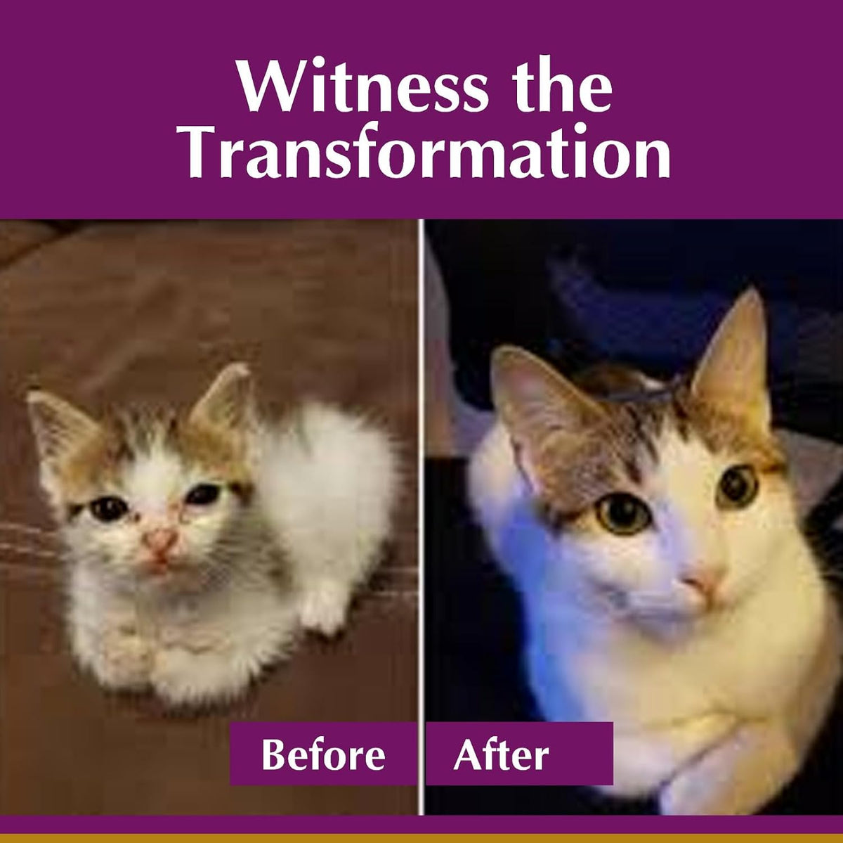 Fenbendazole liquid dewormer for cats easy mix ham flavor formula