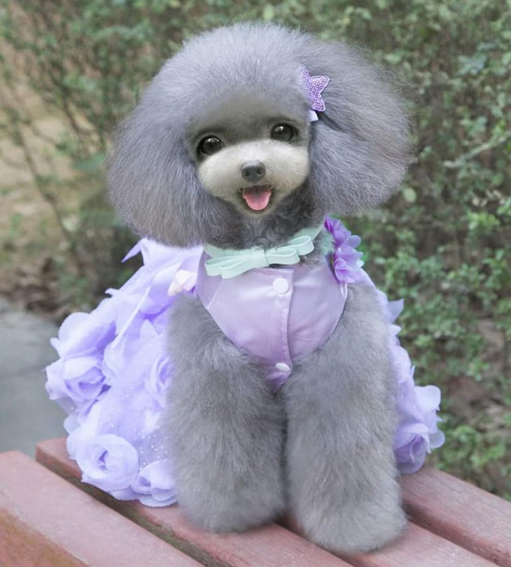 Small girl dog wearing the elegant purple evening wedding apparel.