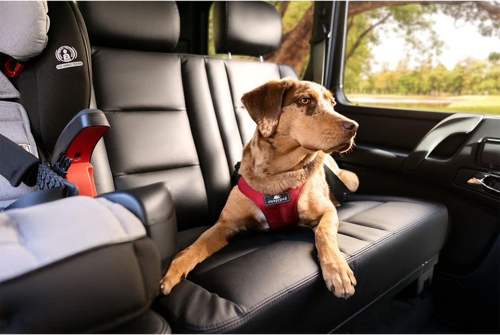 Dog wearing medium strawberry red Sleepypod safety harness