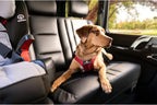 Dog wearing medium strawberry red Sleepypod safety harness