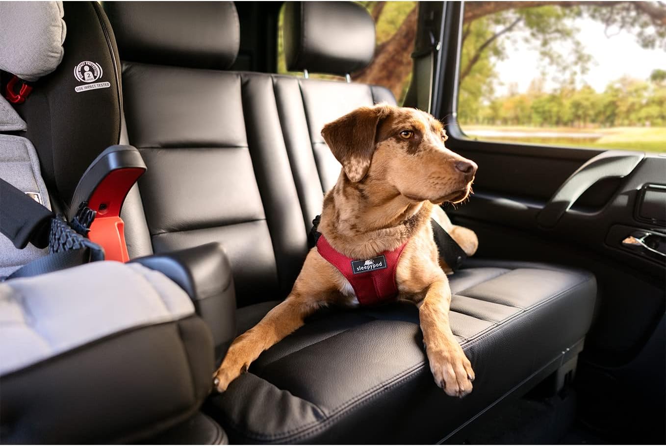 Dog wearing medium strawberry red Sleepypod safety harness